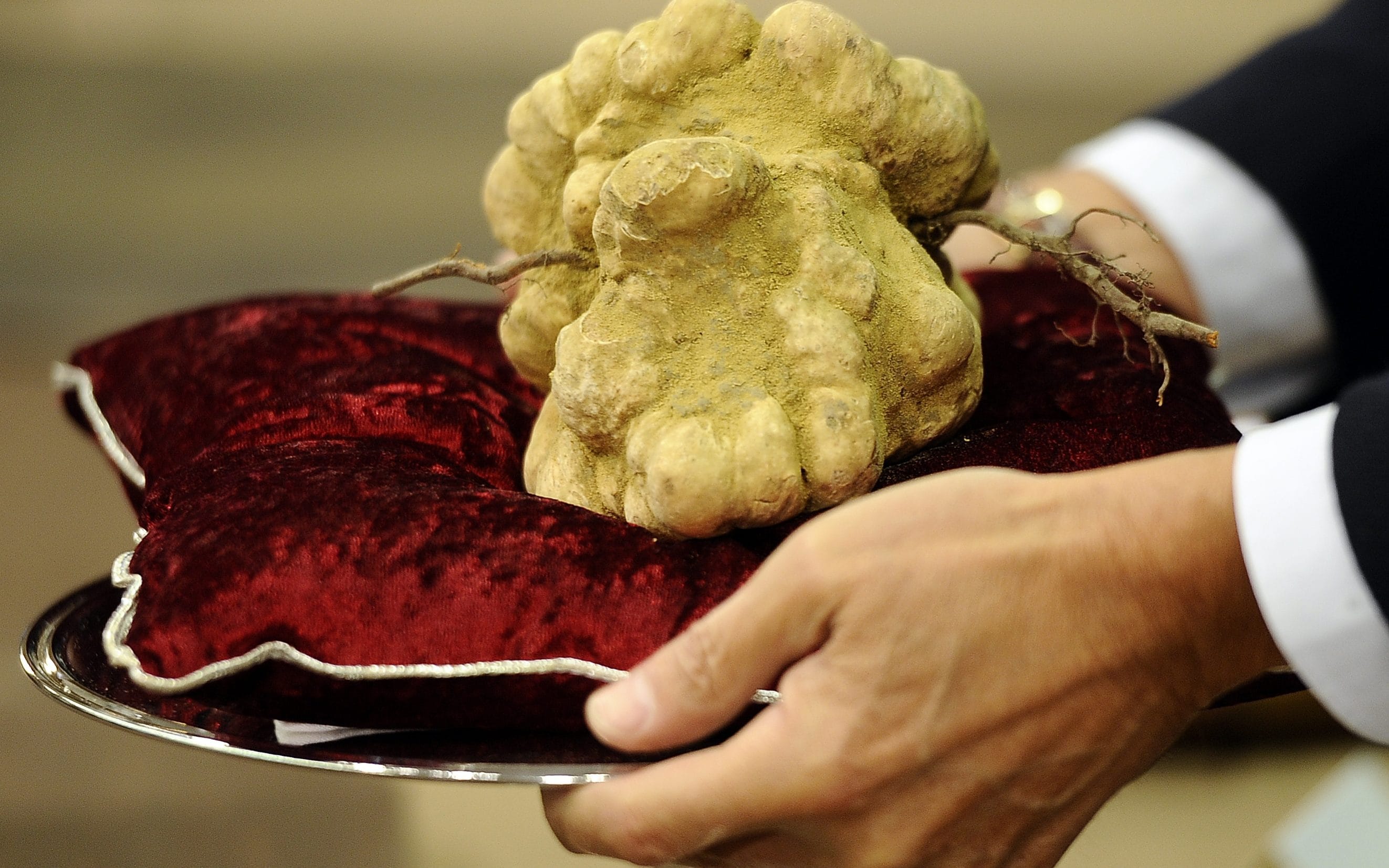 White truffles are amongst the most expensive foods in the world.